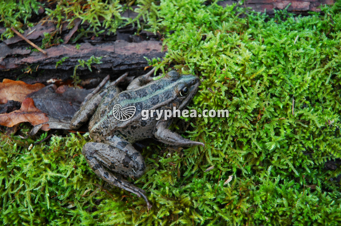 Grenouille - gryphea.org